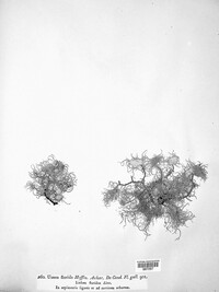 Usnea florida image